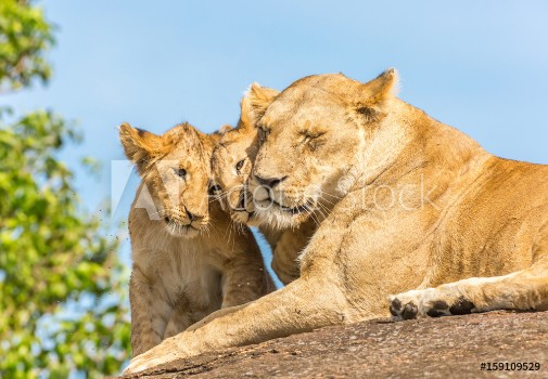 Picture of Lioness and lion cubs